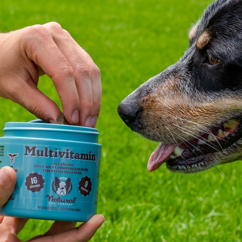 Healthy Paws, Happy Hearts